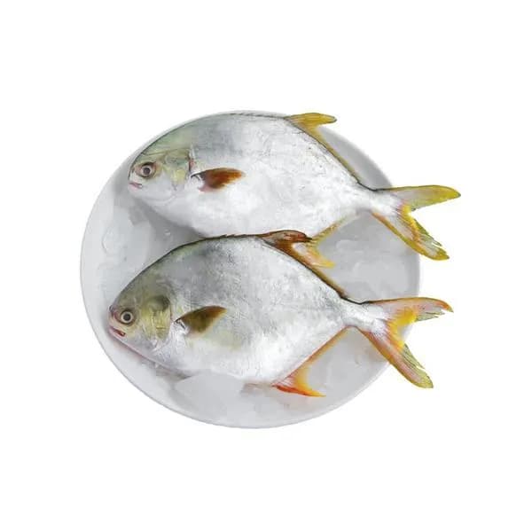 Golden Pomfret